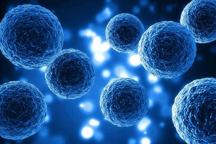 What are Senolytics?