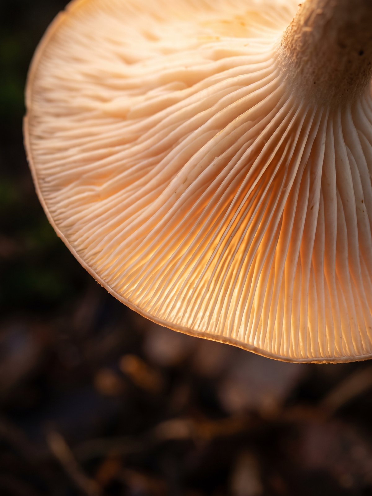 Shiitake — a natural source of 5-ALA