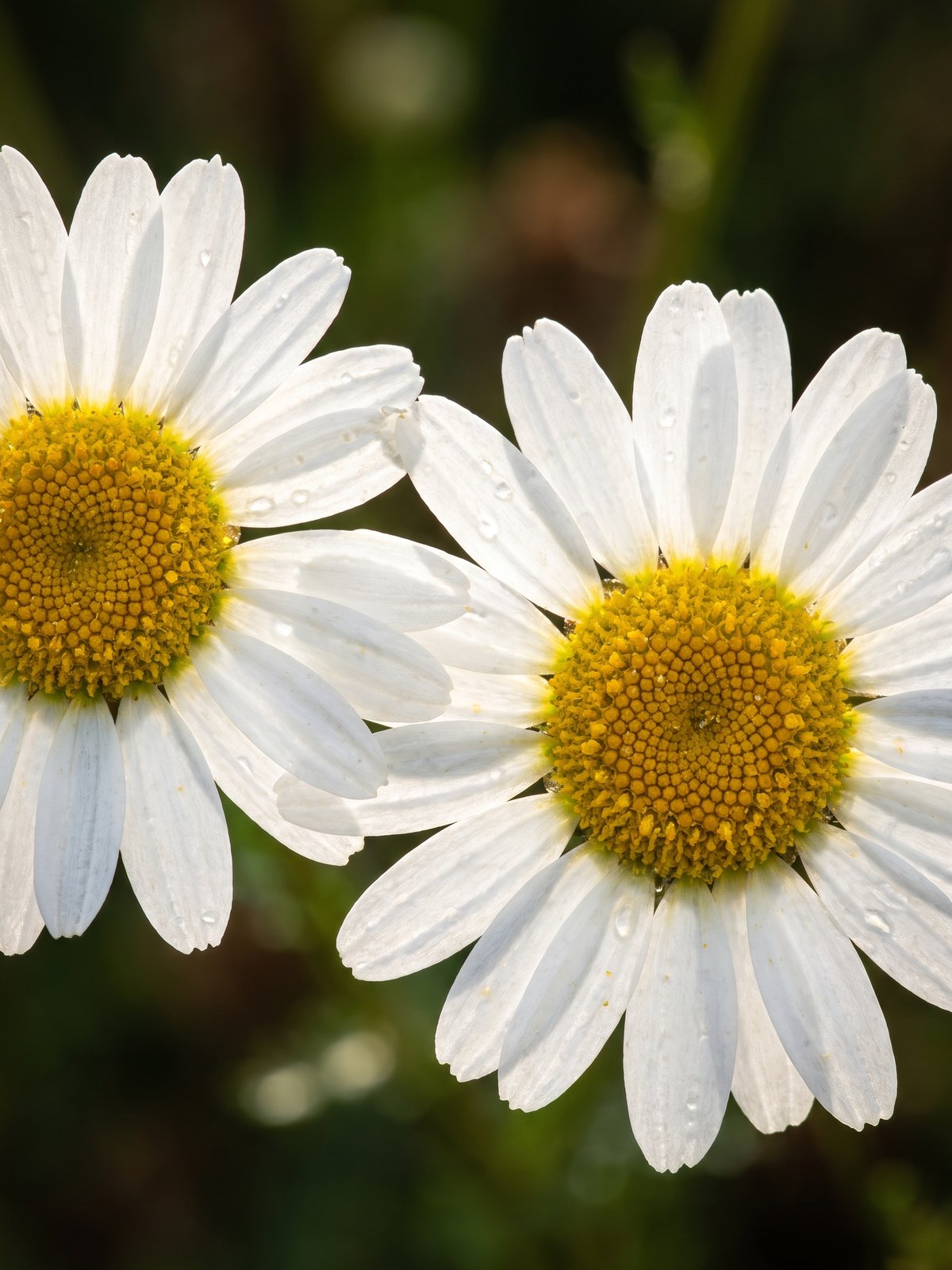 Chamomile — a natural source of Apigenin