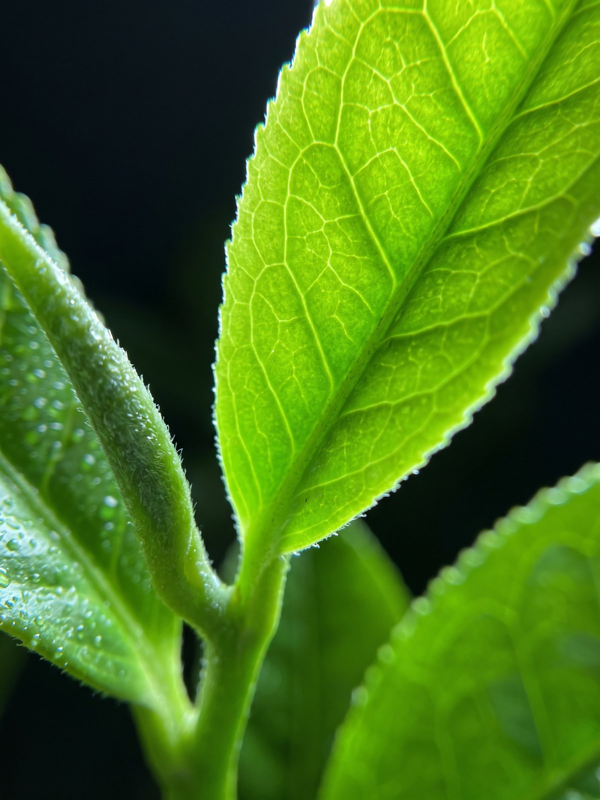 Green tea — a natural source of EGCG