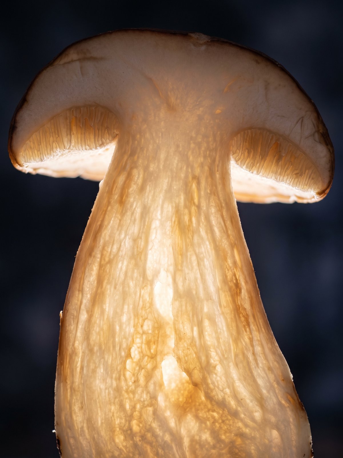 Porcini — a natural source of L-Ergothioneine