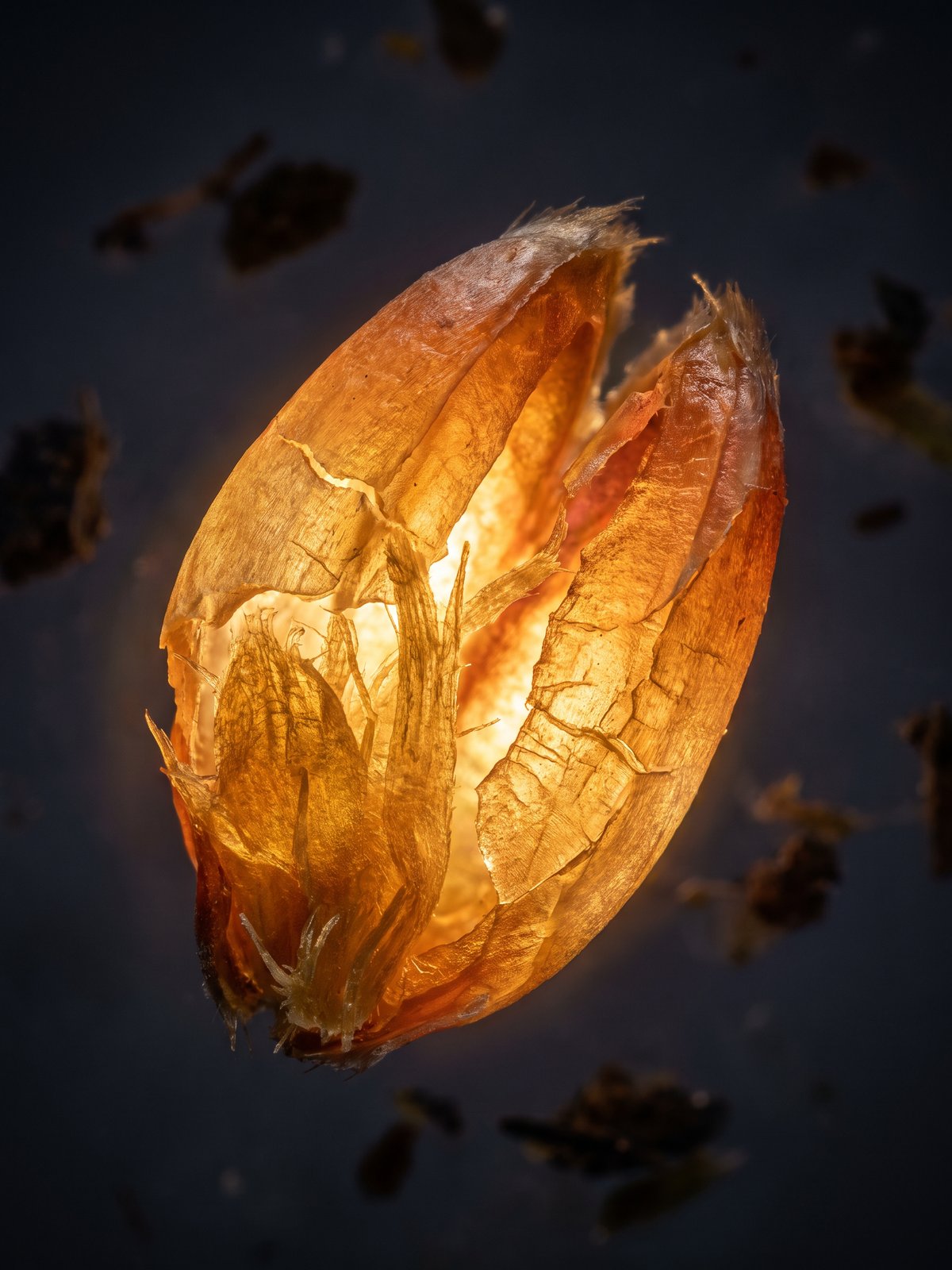 Wheat germ — a natural source of Spermidine